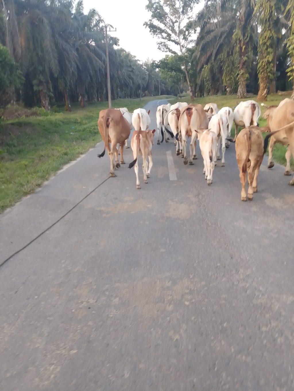 Gerombolan Sapi Jadi Ancaman Pengguna Jalan yang Melintas 1 IMG-20250604-WA0014