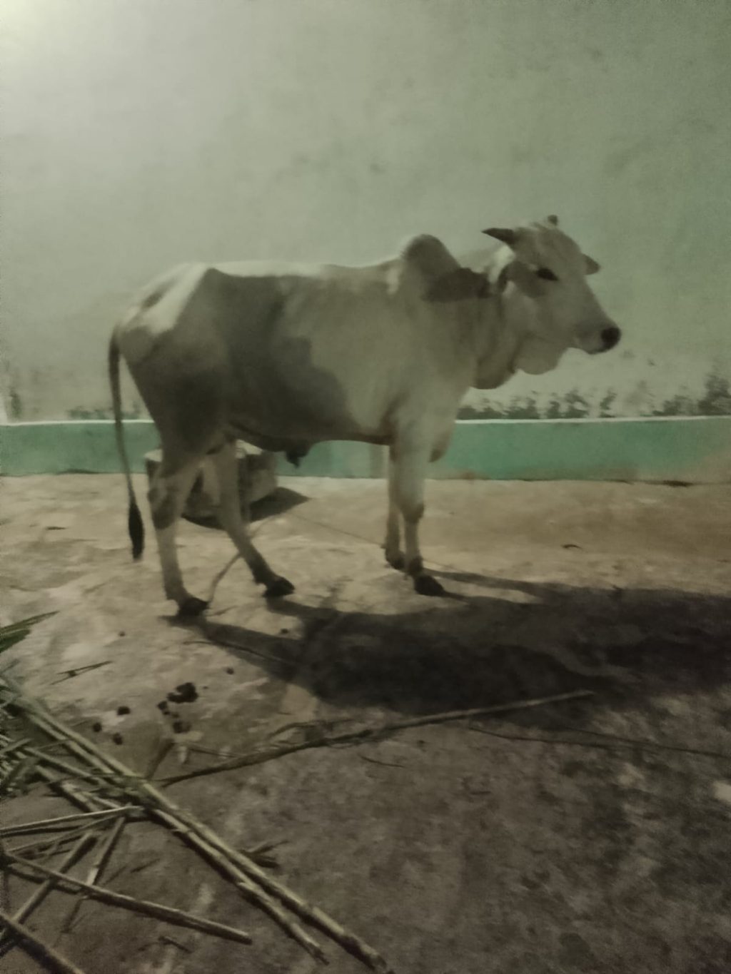 Masjid Nurul Ikhwan Potong Satu Ekor Sapi.dan Satu Ekor Kambing: 120 Warga Kebagian 1 IMG-20250605-WA0028